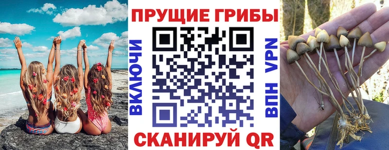 купить наркоту  Новоульяновск  Псилоцибиновые грибы Cubensis 